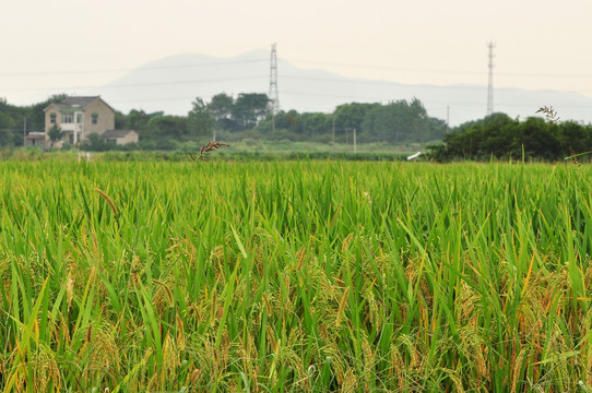 山清水秀水稻田