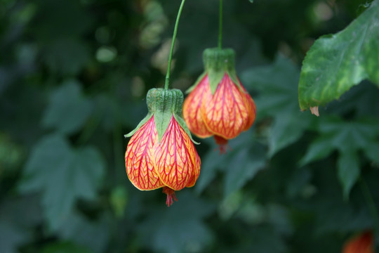 风铃花