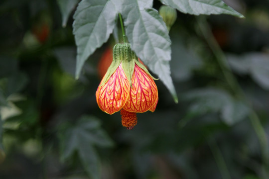 风铃花