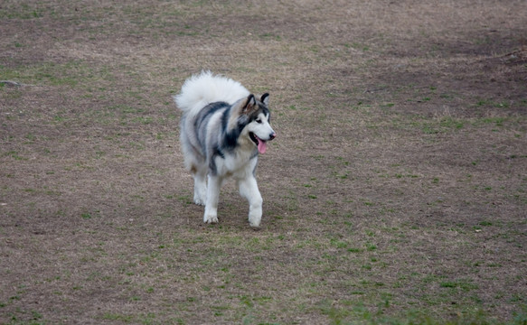 阿拉斯加犬