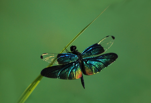 黑老婆 蜻蜓 昆虫 翅膀 芦苇