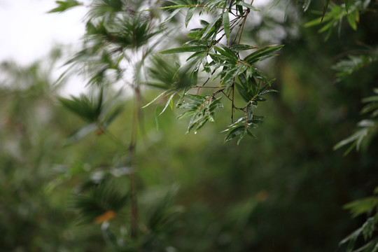 雨天柳叶