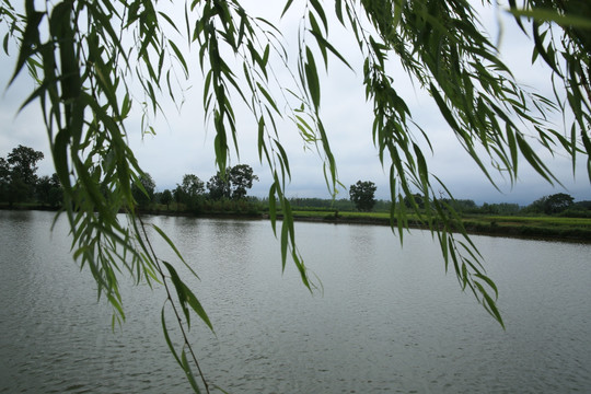 柳丝柳叶柳树池塘湖水
