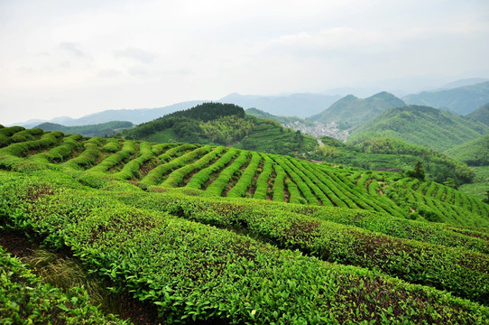 余姚四明山 茶园