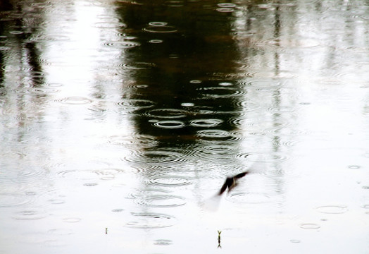 湖水波纹燕影