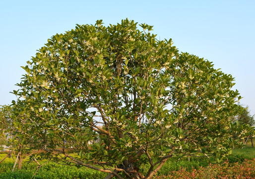 桂花树