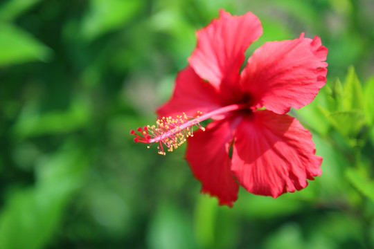花卉