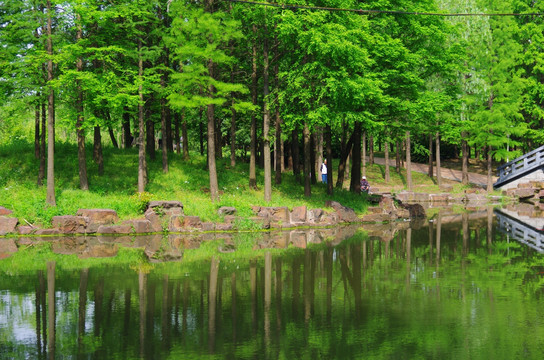 森林湖水