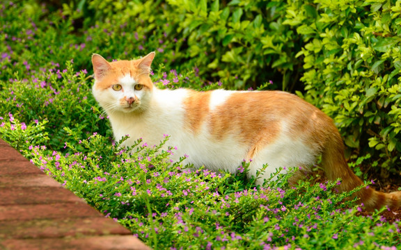 花丛里的猫