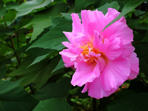 芙蓉花
