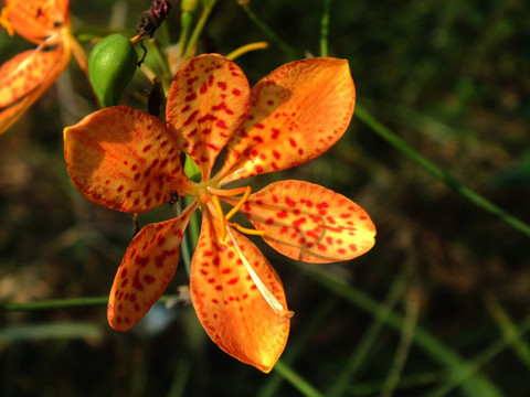 黄斑兰花