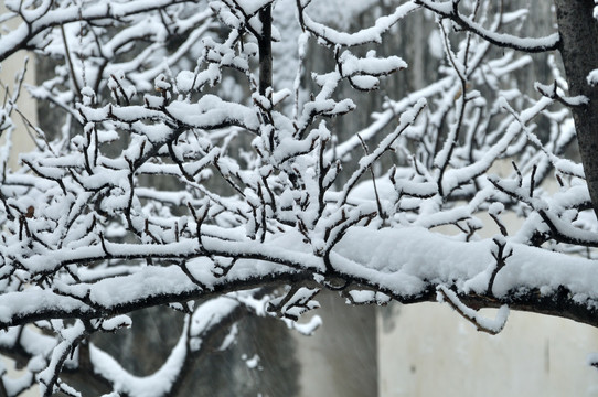 雪景