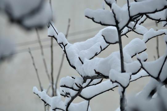 雪景