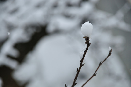 雪景