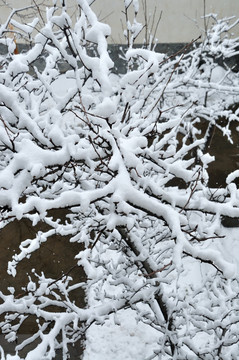 雪景