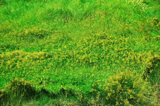 绿地草丛