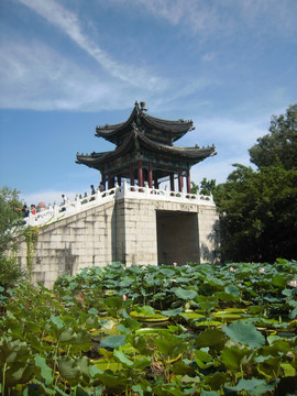 园明新园莲塘西北面景色