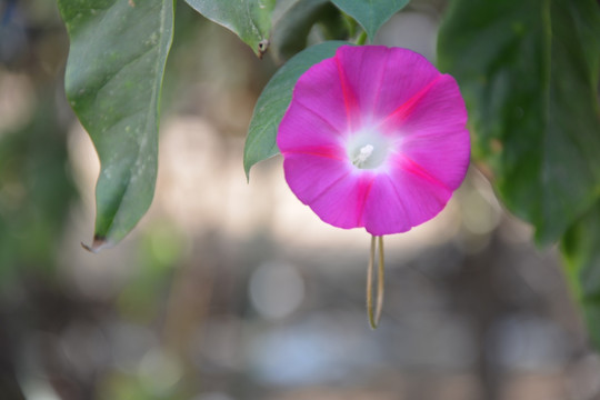 牵牛花