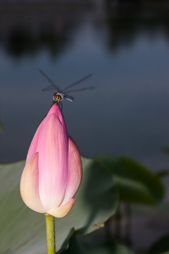 荷花上的蜻蜓 竖片 花苞 暮色