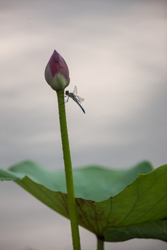 荷花上的蜻蜓 竖片 花苞