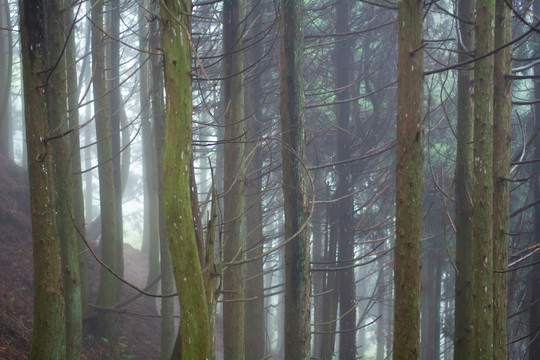 雾气弥漫的树林
