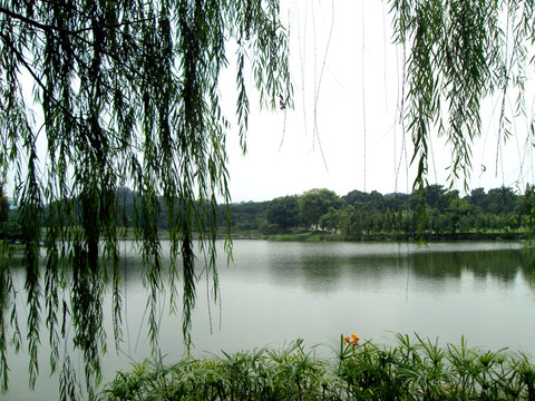 柳树湖畔
