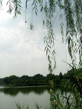 湖畔柳枝