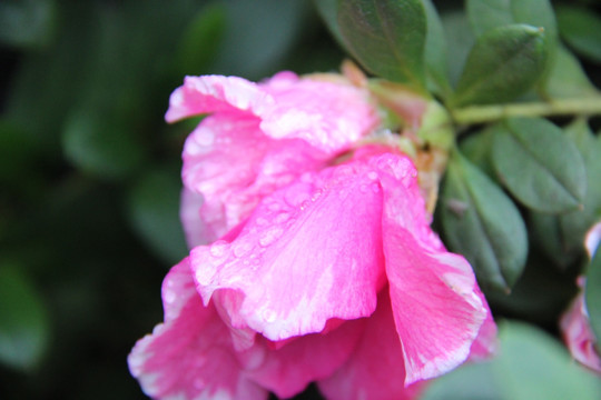 山茶花开 山茶花 红色山茶花