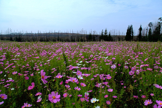 茴香花