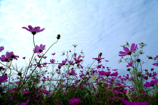 茴香花