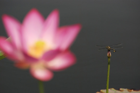 蜻蜓 昆虫 轱辘钱 动物 水面