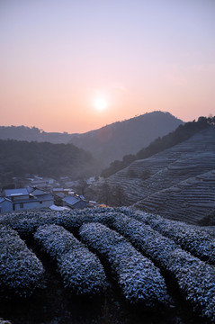 茶园