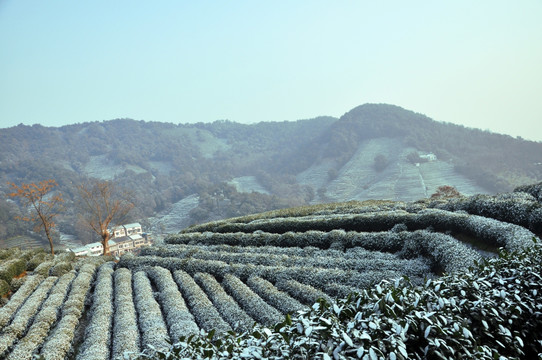 茶园