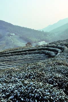 茶园