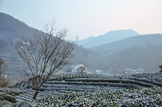 茶园雪景