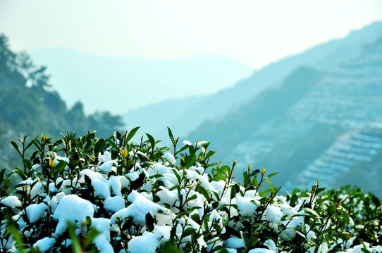 茶园雪景