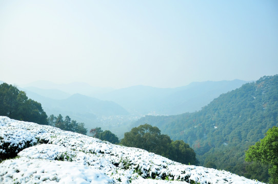 茶园雪景