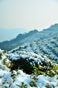 茶园雪景