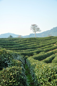 茶园