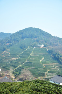龙井村茶园