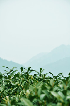 茶园
