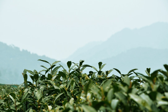 茶园