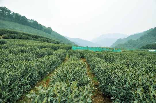 茶园