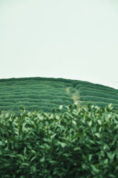 茶园