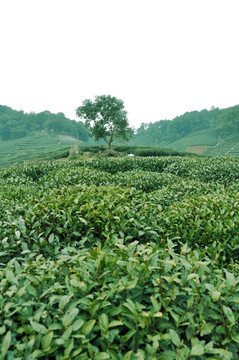 茶园