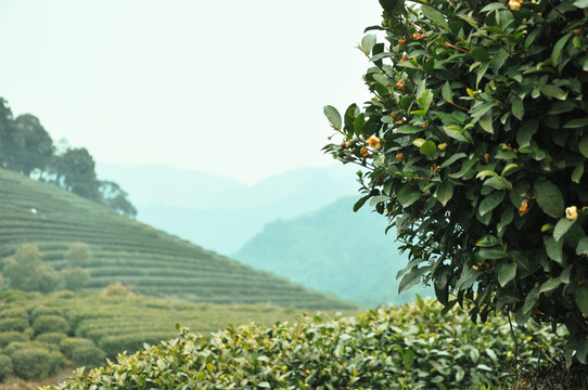茶园