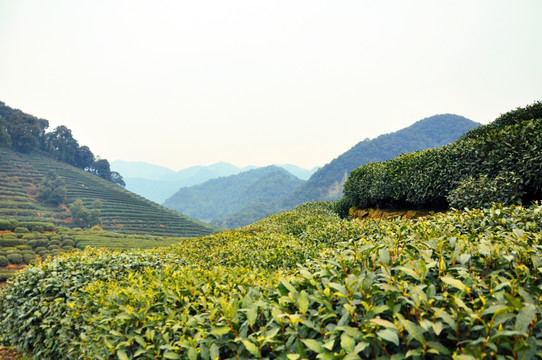茶园
