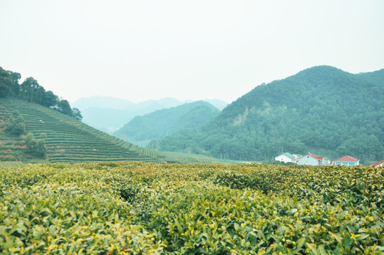 茶园