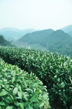茶园