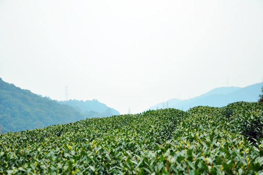 茶园